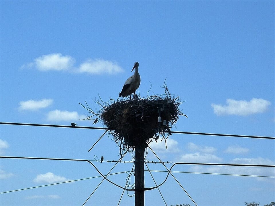 Meet one of our neighbours. Vale da Cegonha means 'valley of the stork'