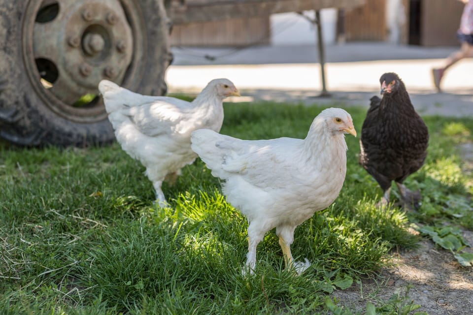 Miscellaneous