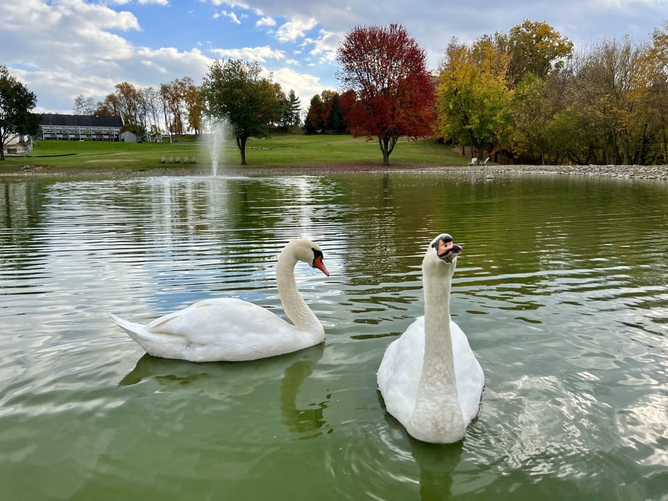 Friendly Swans swimming in the Pond