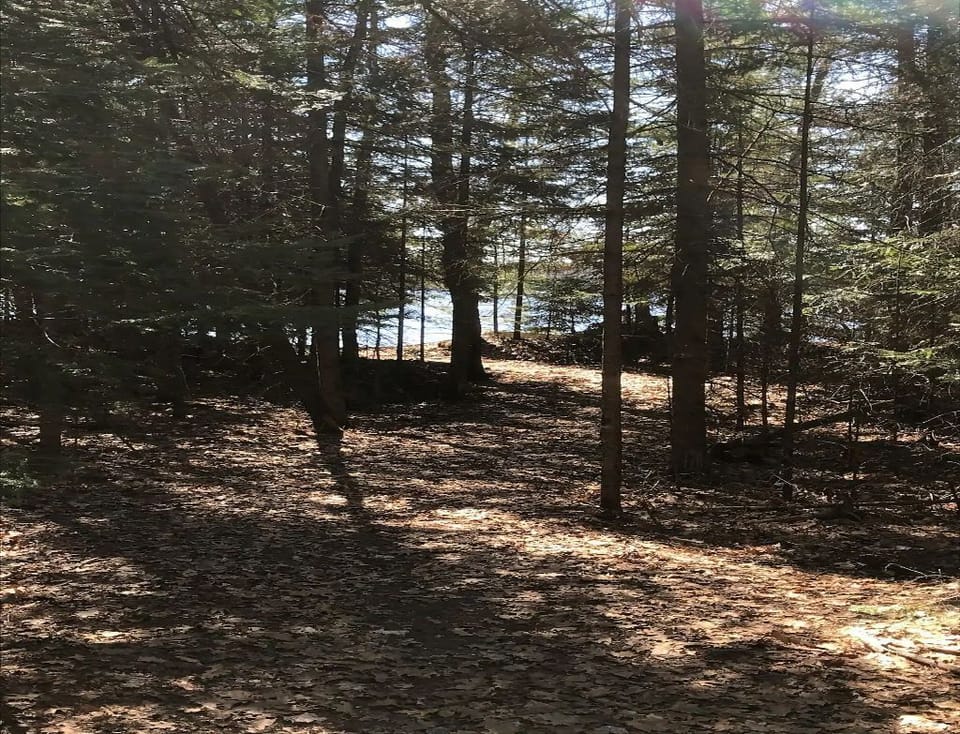 The path to the water through the woods