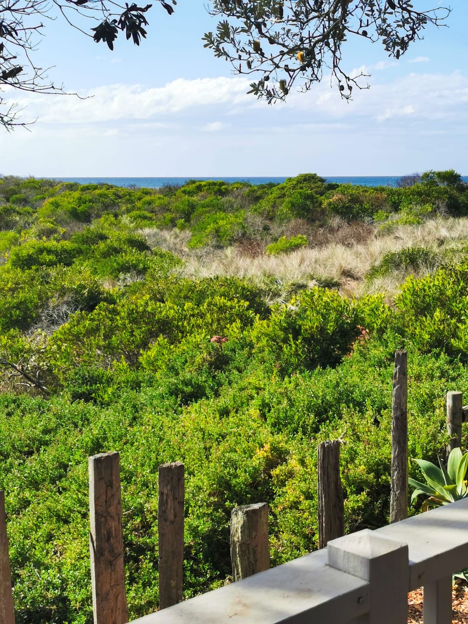 Ocean View from the living room over the native bush