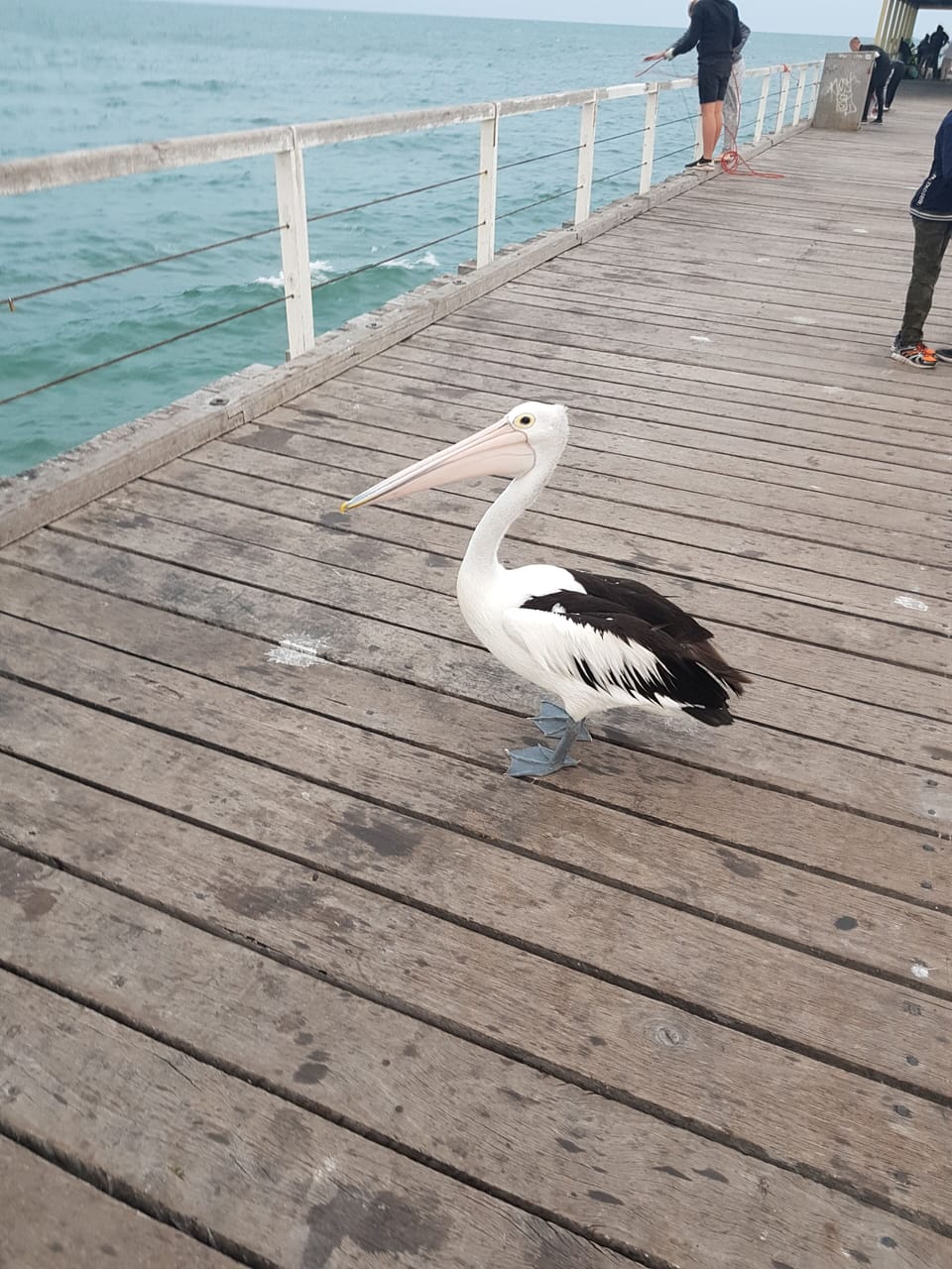 Semaphore Jetty 