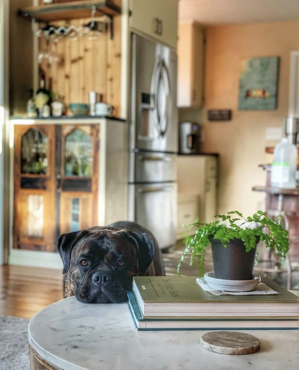 Did we mention dog friendly?