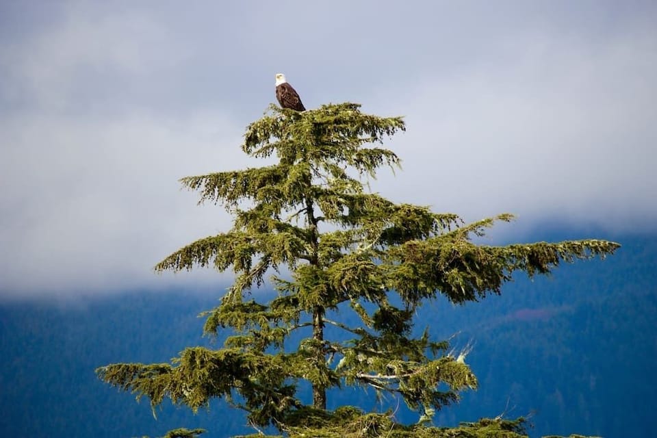 local eagles perched