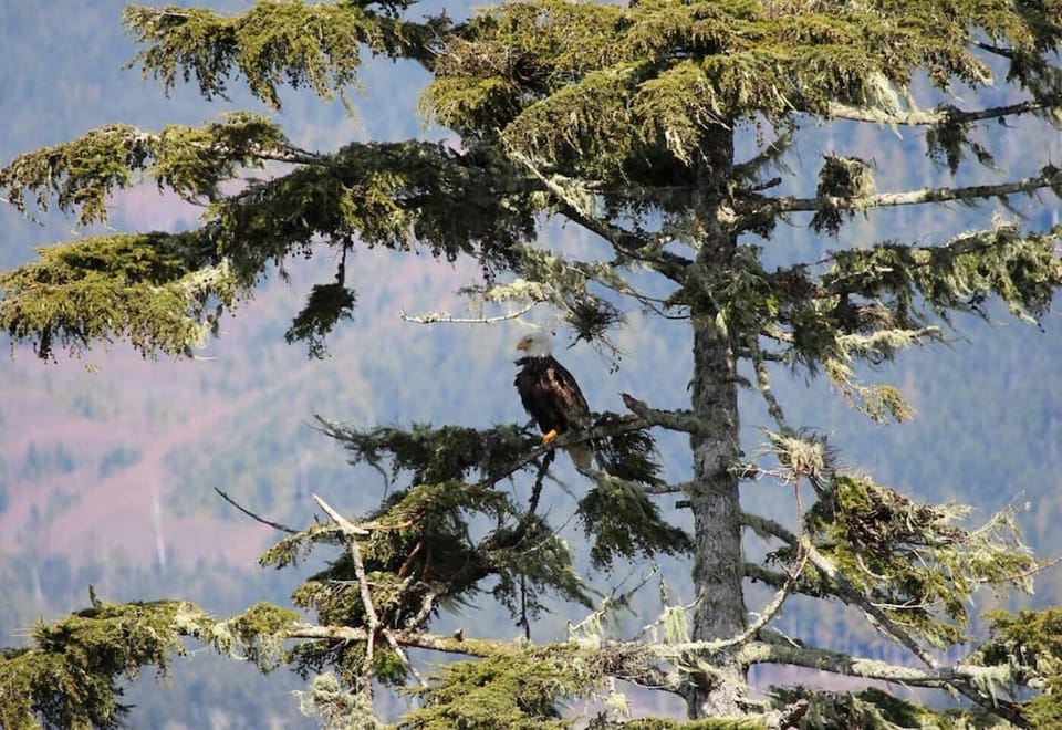 Eagle in tree