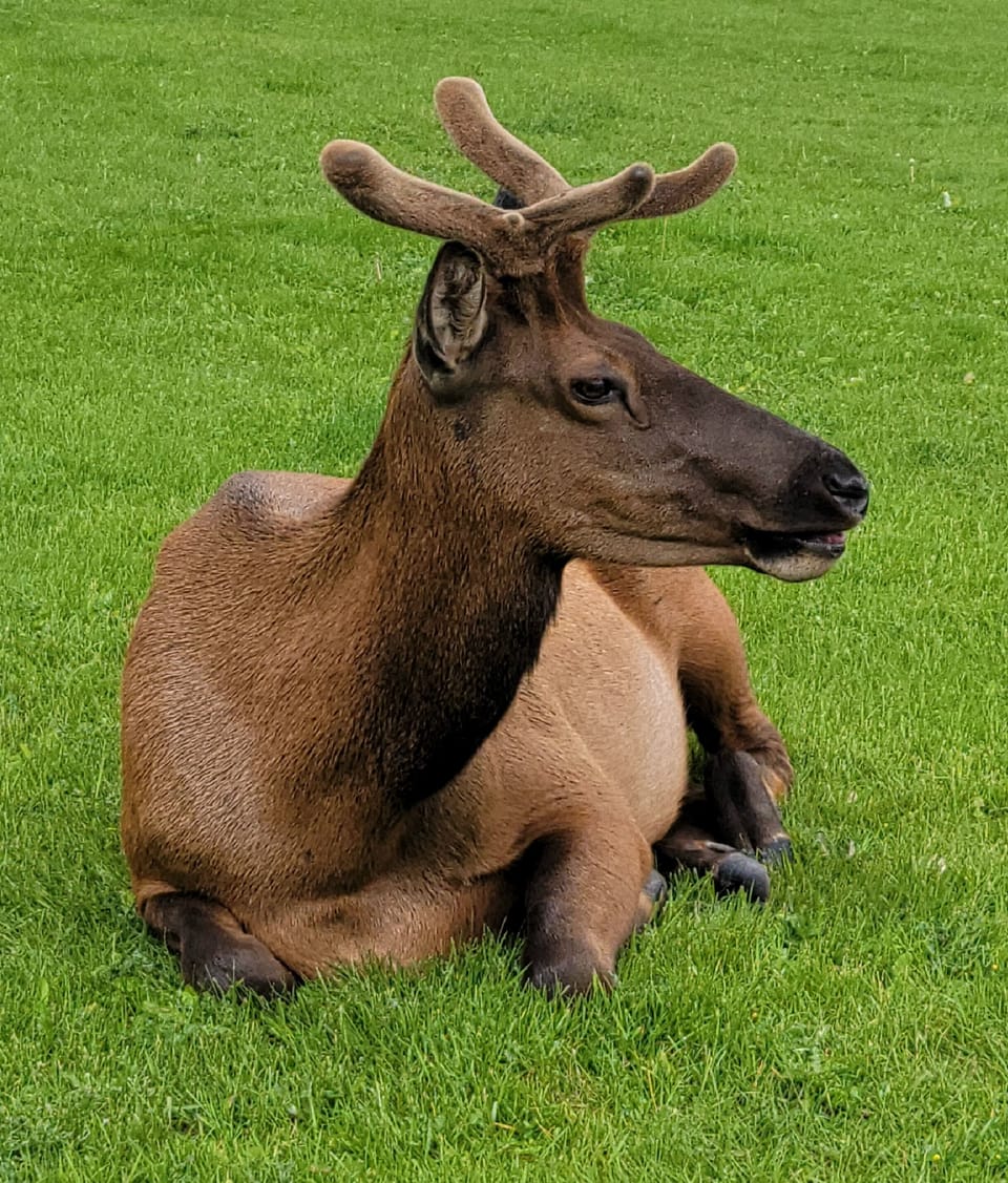 Bull Elk just starting to grow his antlers,  at Mammoth.