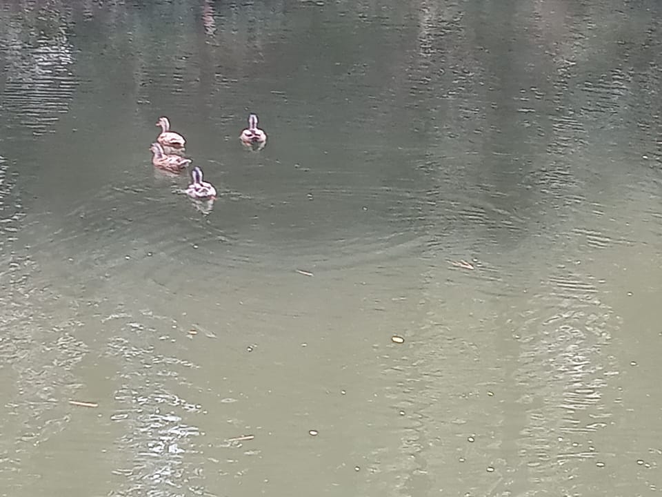 The ducks love you to feed them!