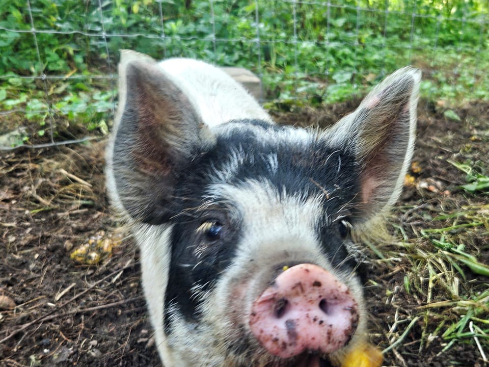 Olaf! We come by daily (just outside) to check on & feed them. 