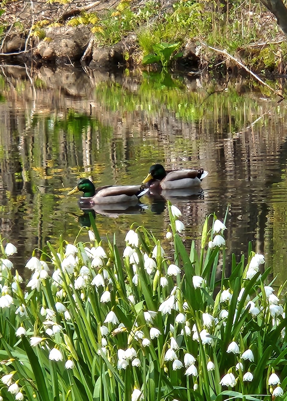 There are often ducks in the creek or yard