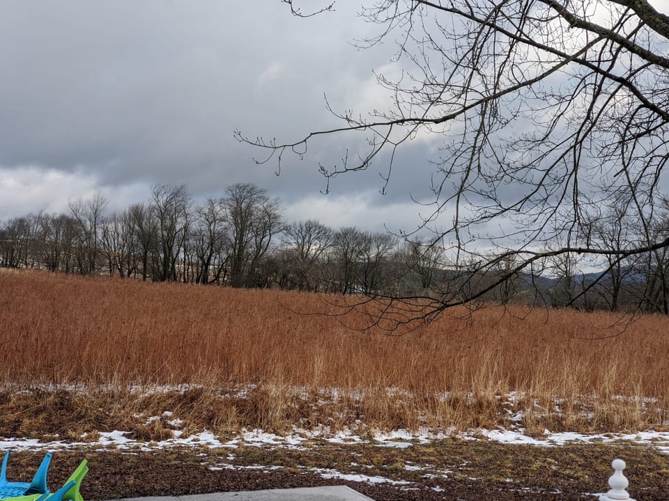Backyard winter view