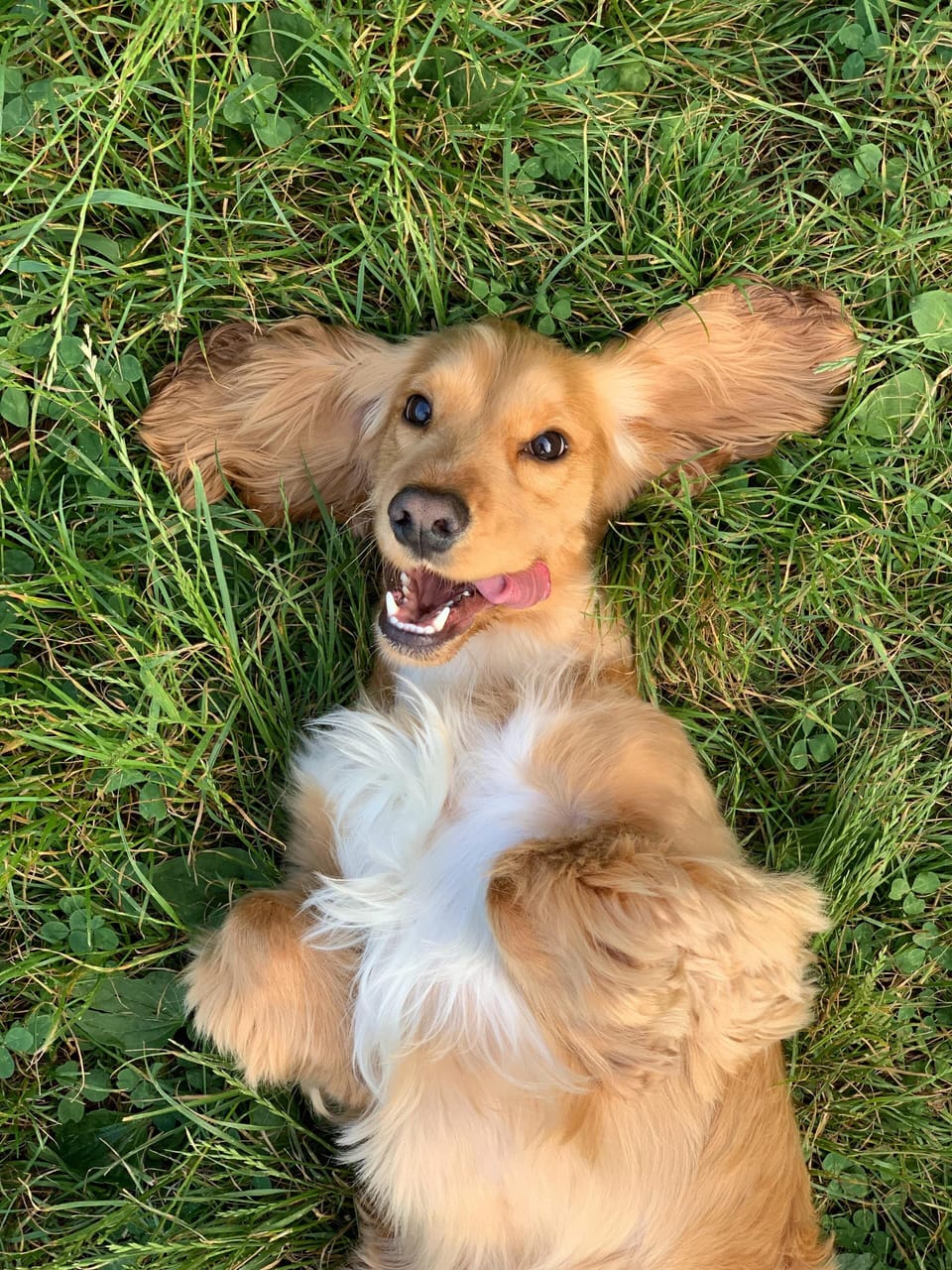 Dog bud