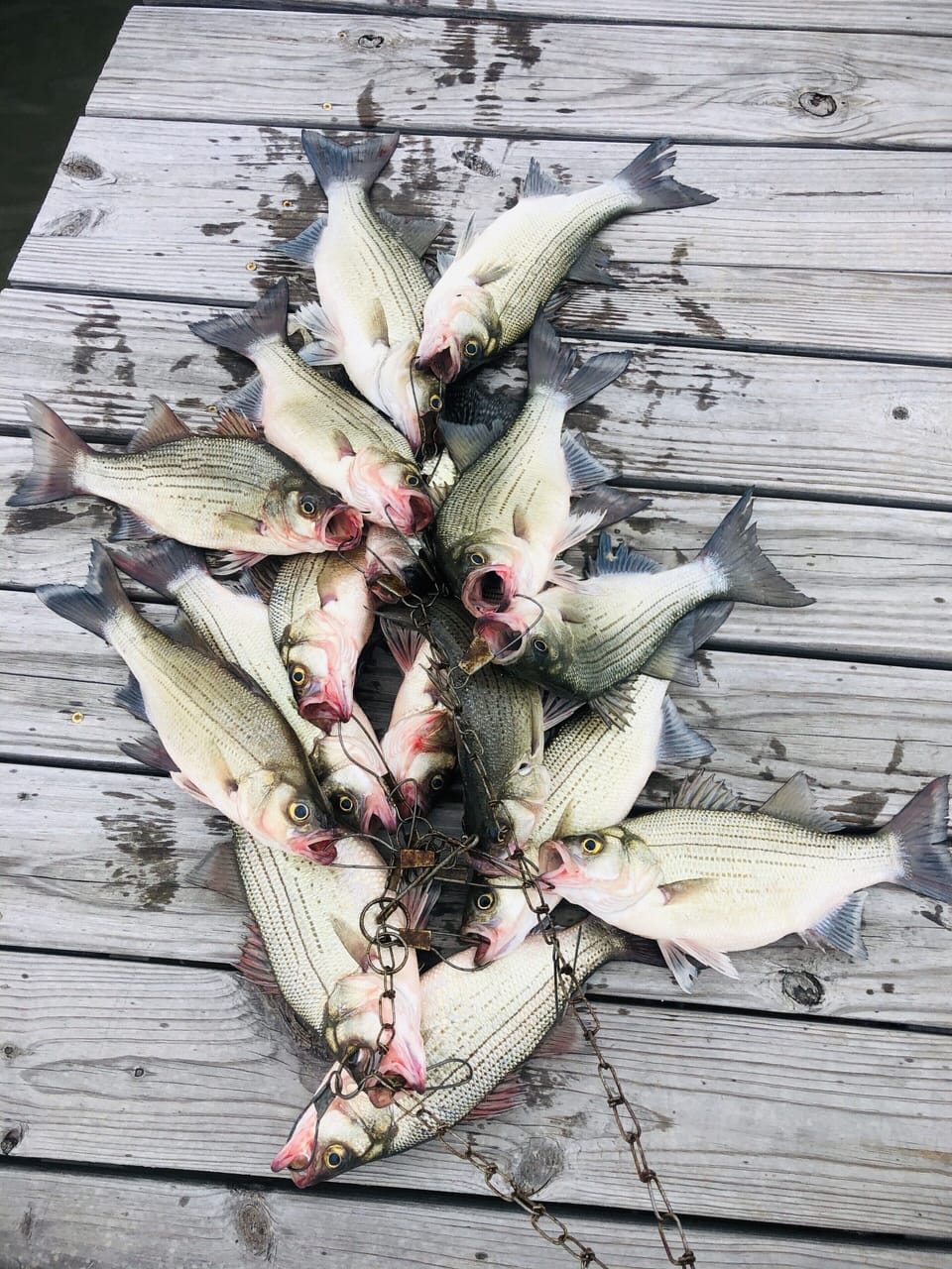 Sandbass love the fishing light! 