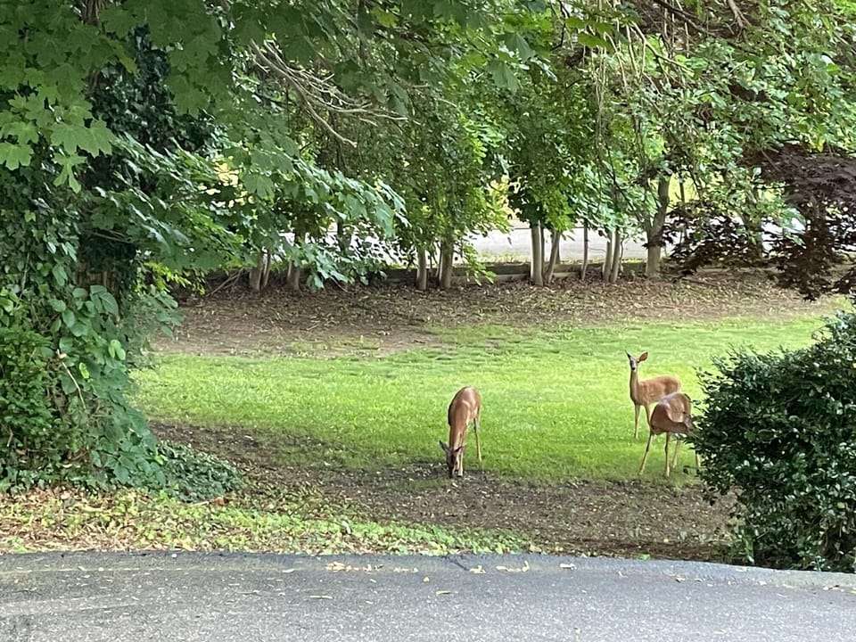 Deer feeding in the lower lot.