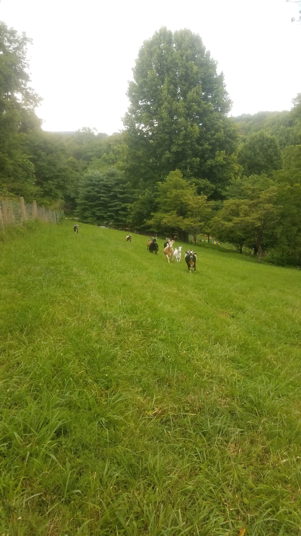 goats running in our field above the house 🐐❤