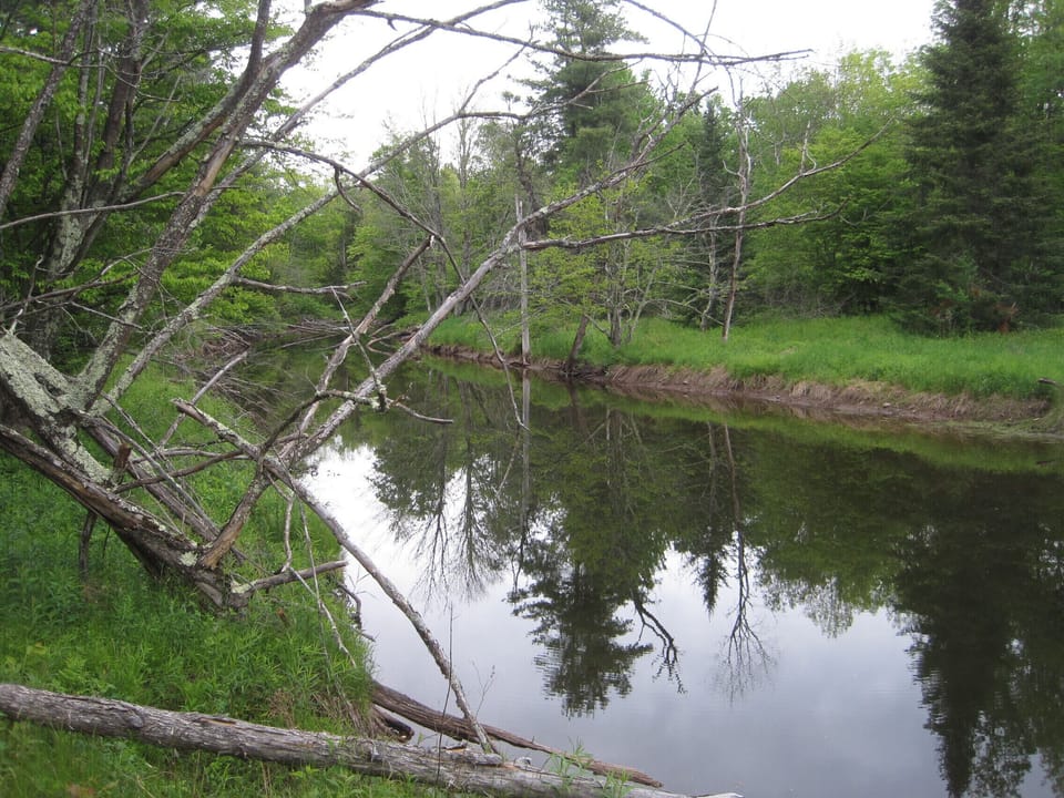 Creek which runs on the bottom side of the property