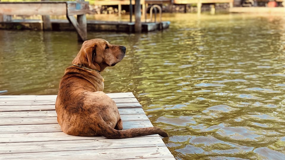 Lola loves the lake. Your pets will too.