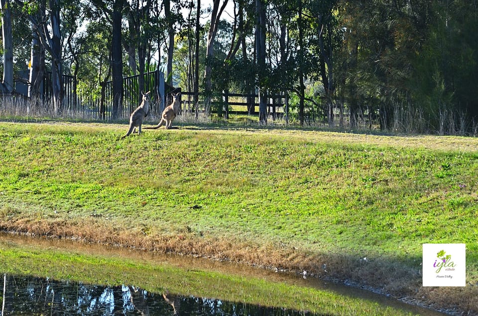Kangaroos grazing around the 28 acres