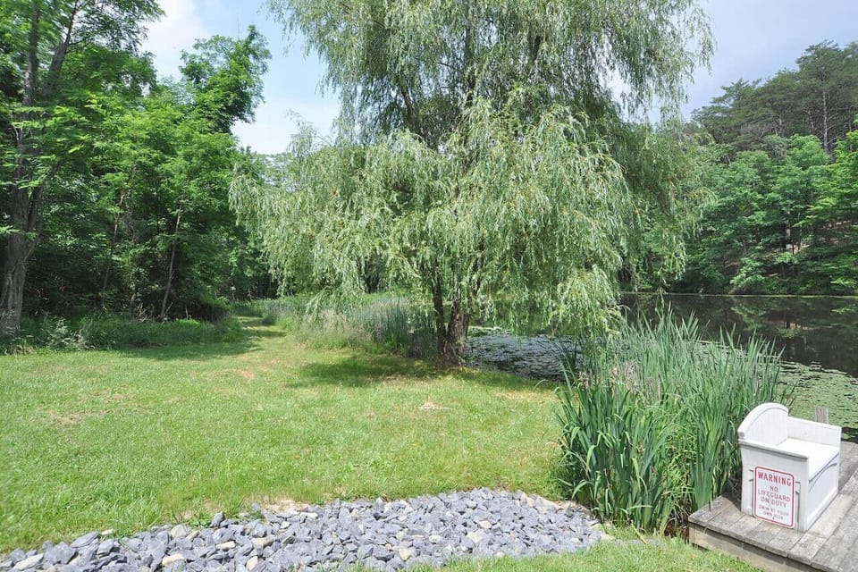 A willow tree in the backyard!