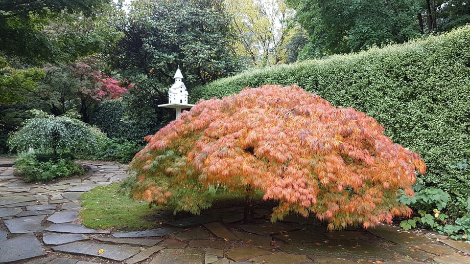 Wonder at the vibrant Autumn colours