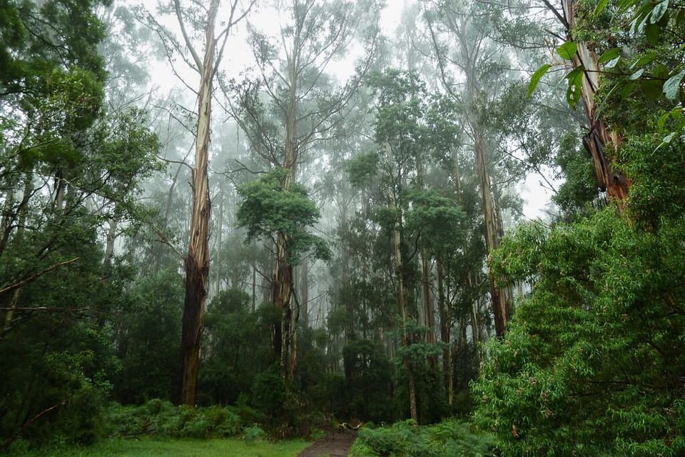 Take a walk and enjoy the mist in the trees