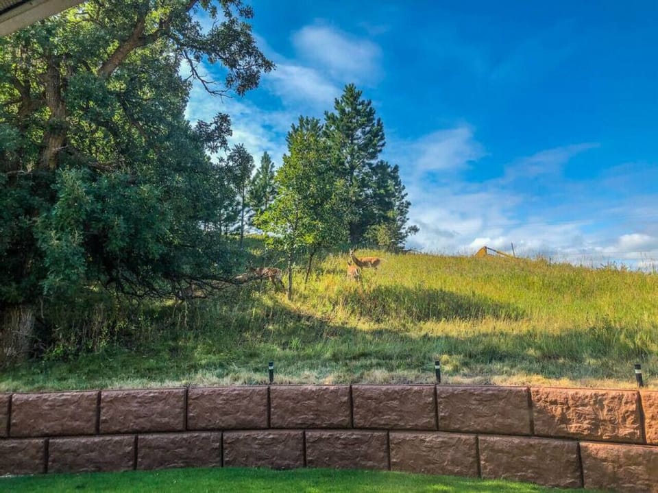 Back Yard Views of Deer!