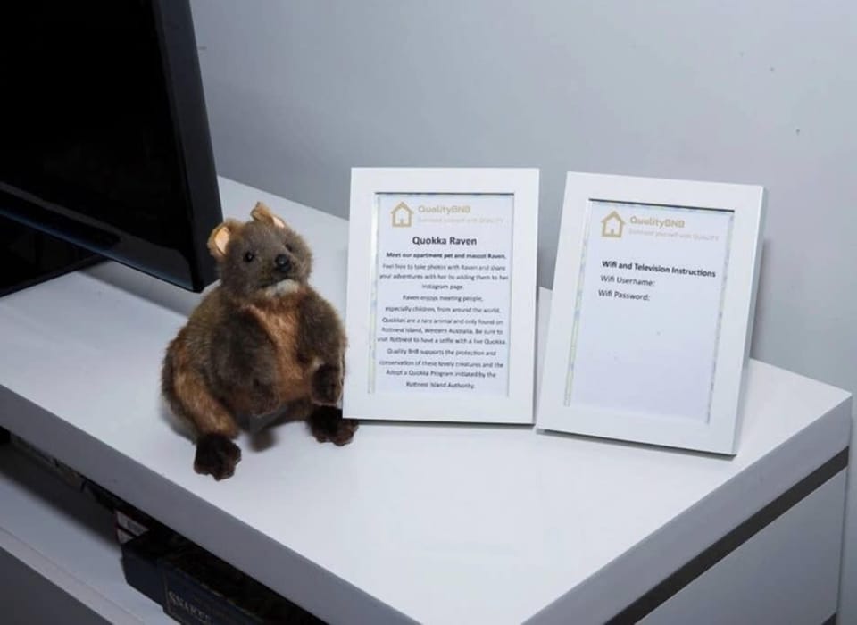 Meet Raven our quokka