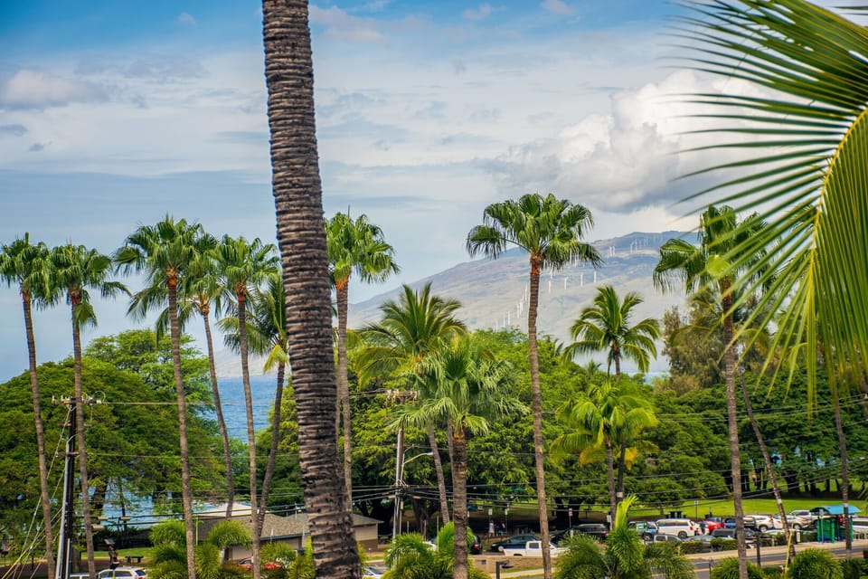Tropical Tree Tops