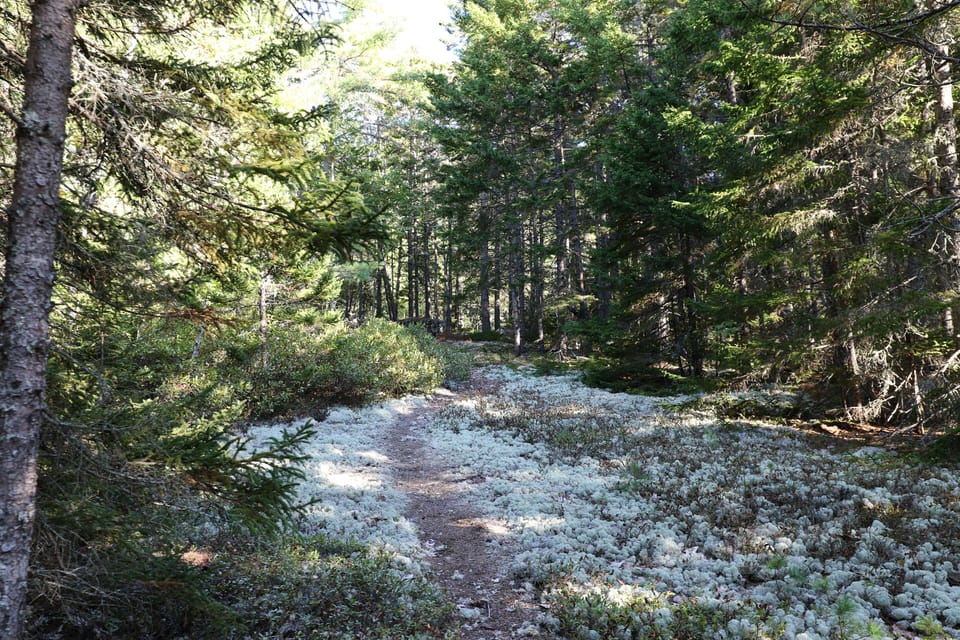 Tranquil path to water