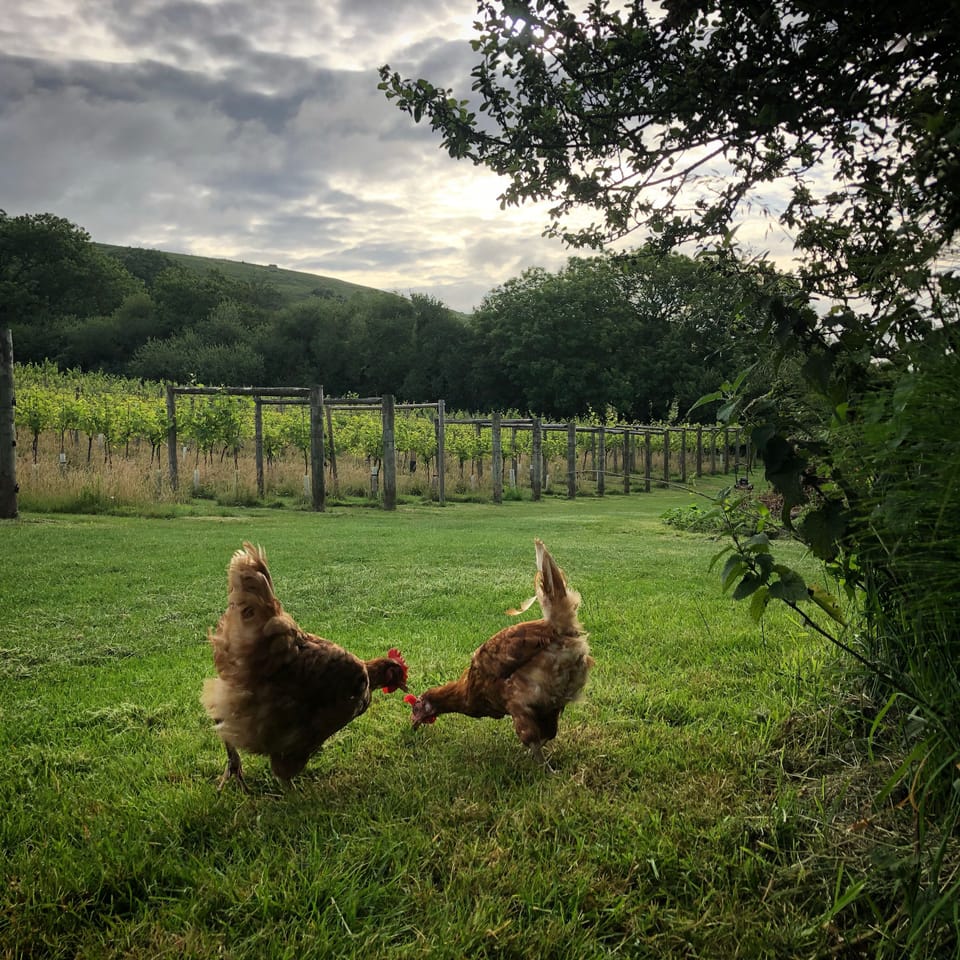 The rescue hens making themselves at home on the Vineyard 