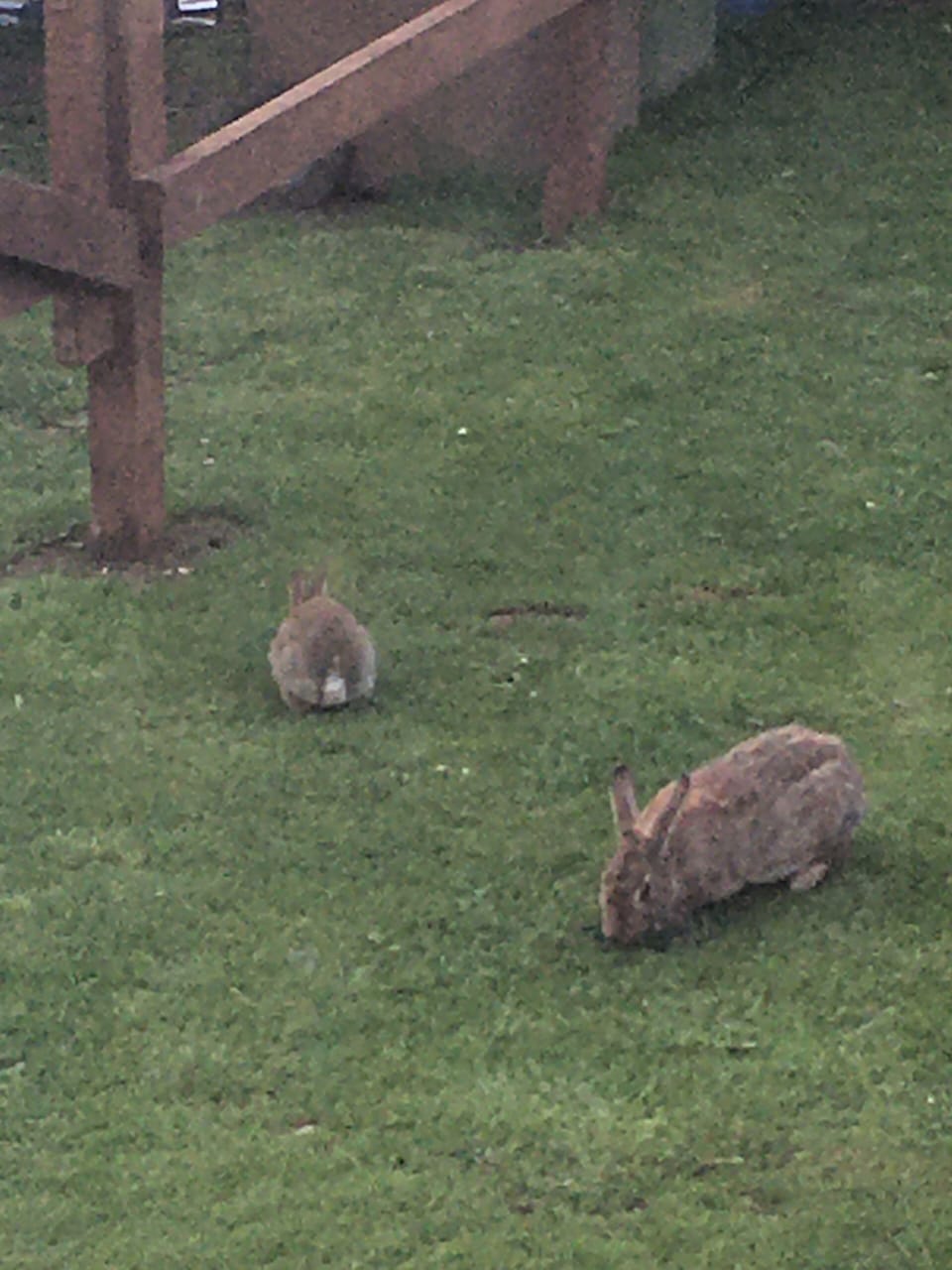 If you are quite you may see bunnies in the paddock