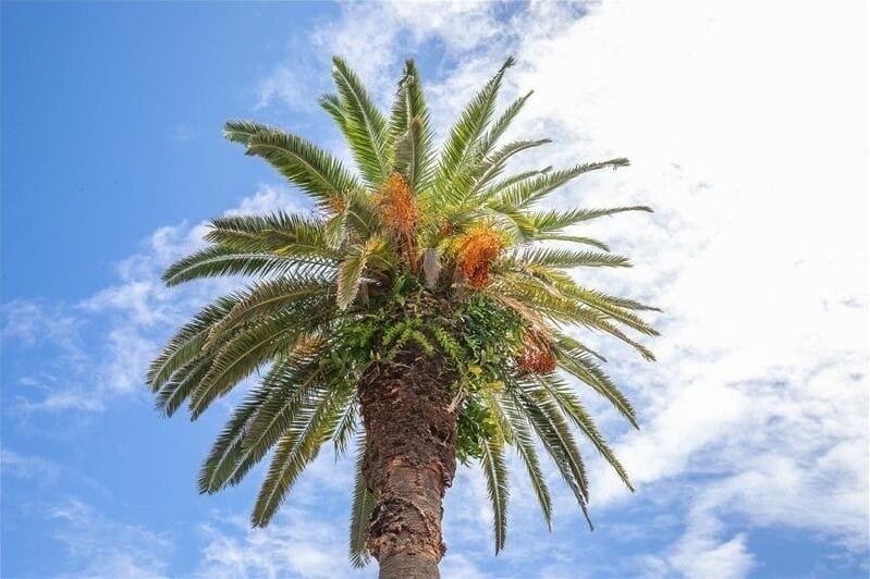 Plenty of palms!