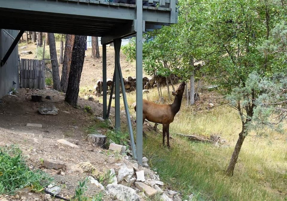 Elk visit often, especially when there are apples on our tree.