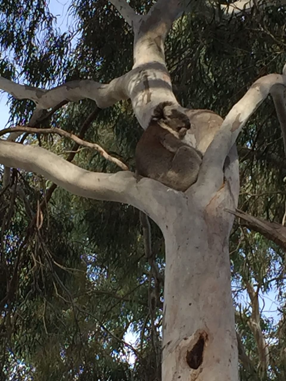 Some of our wonderful native wildlife!