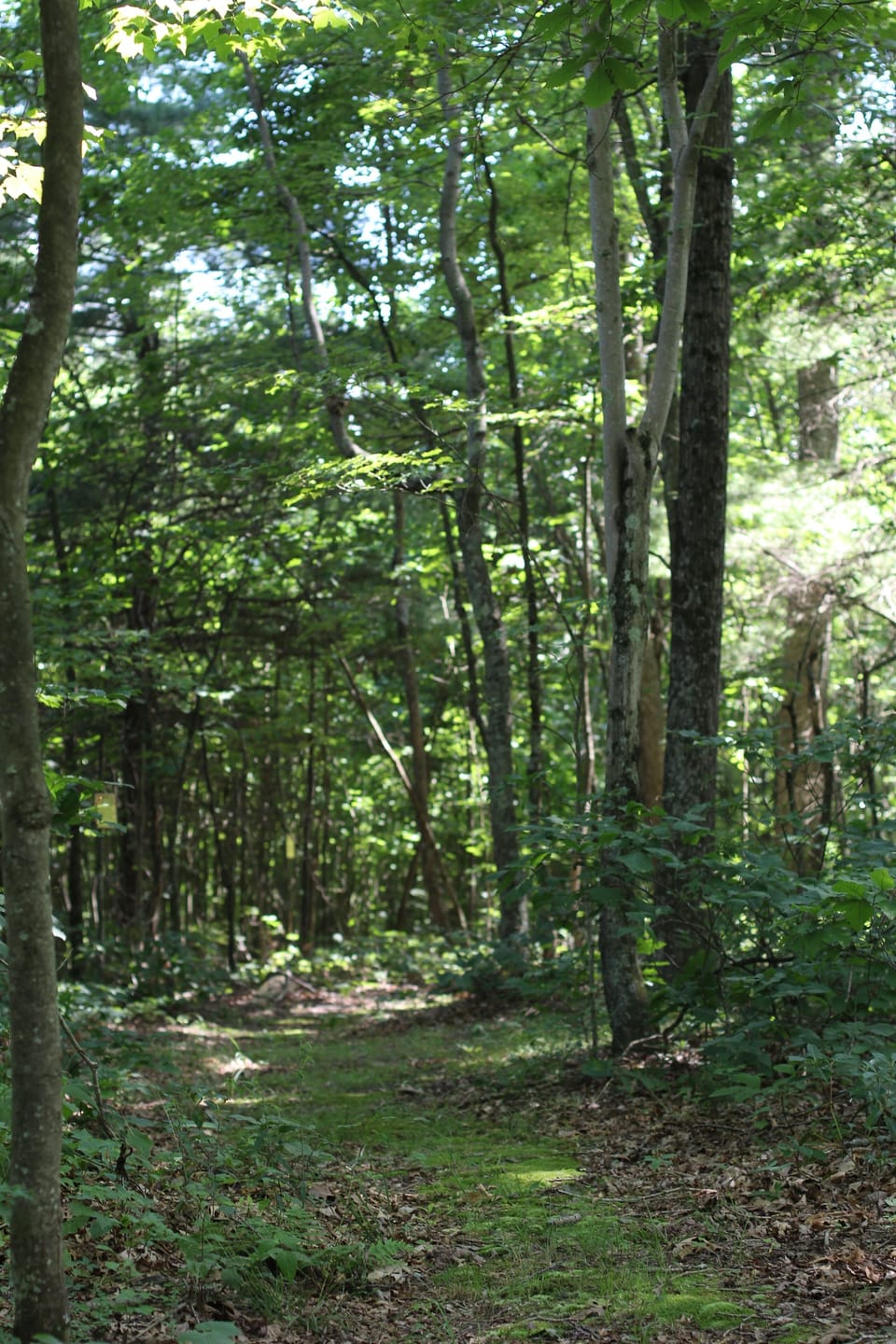 Walk the trails through the woods