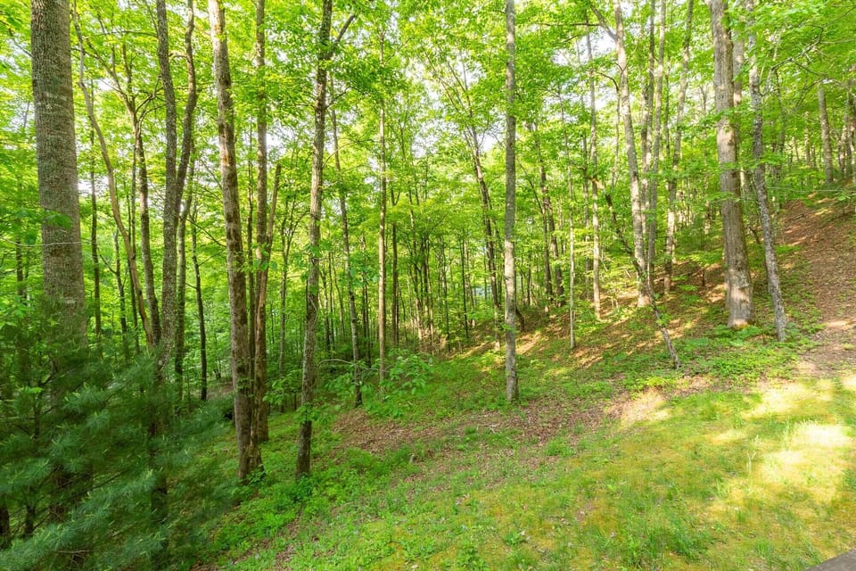 Wooded area - Wooded area behind home