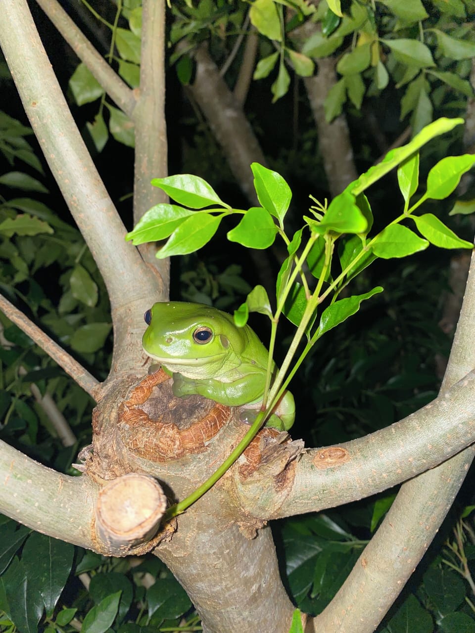 Our resident green tree frog may pay you a visit 