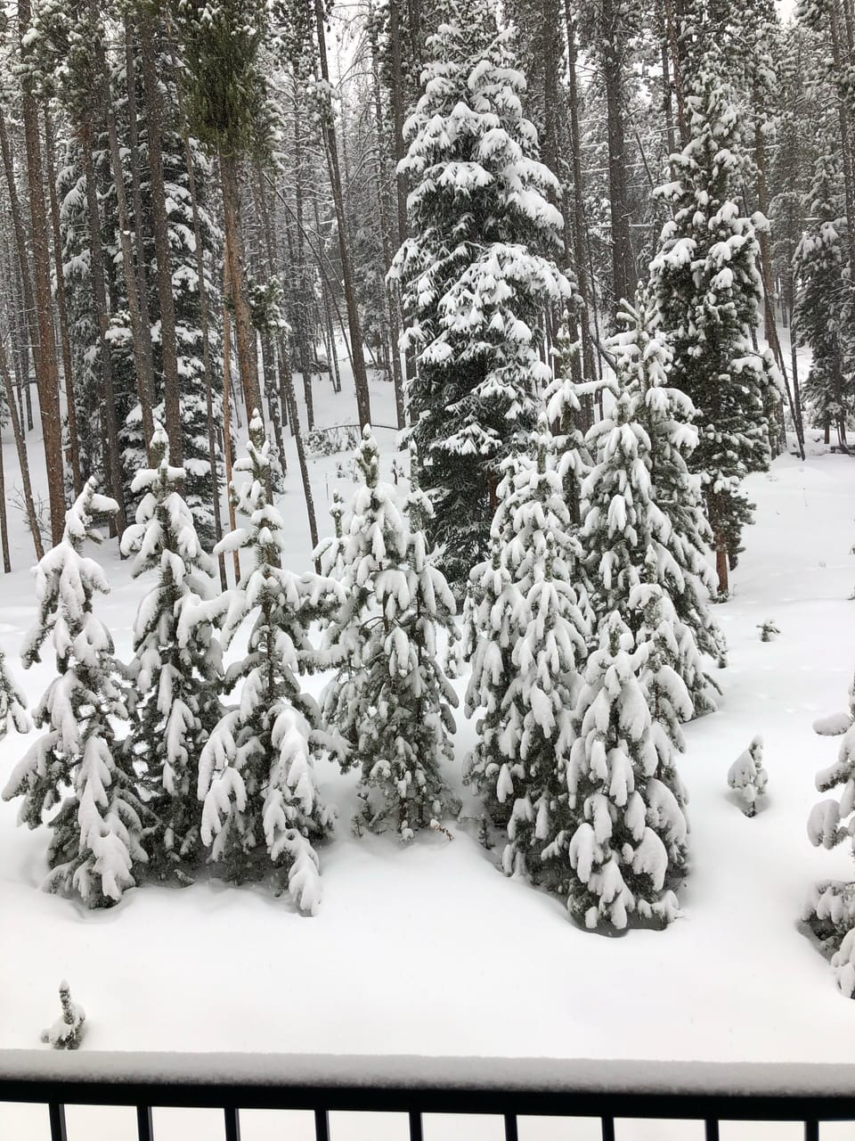 View from back patio winter