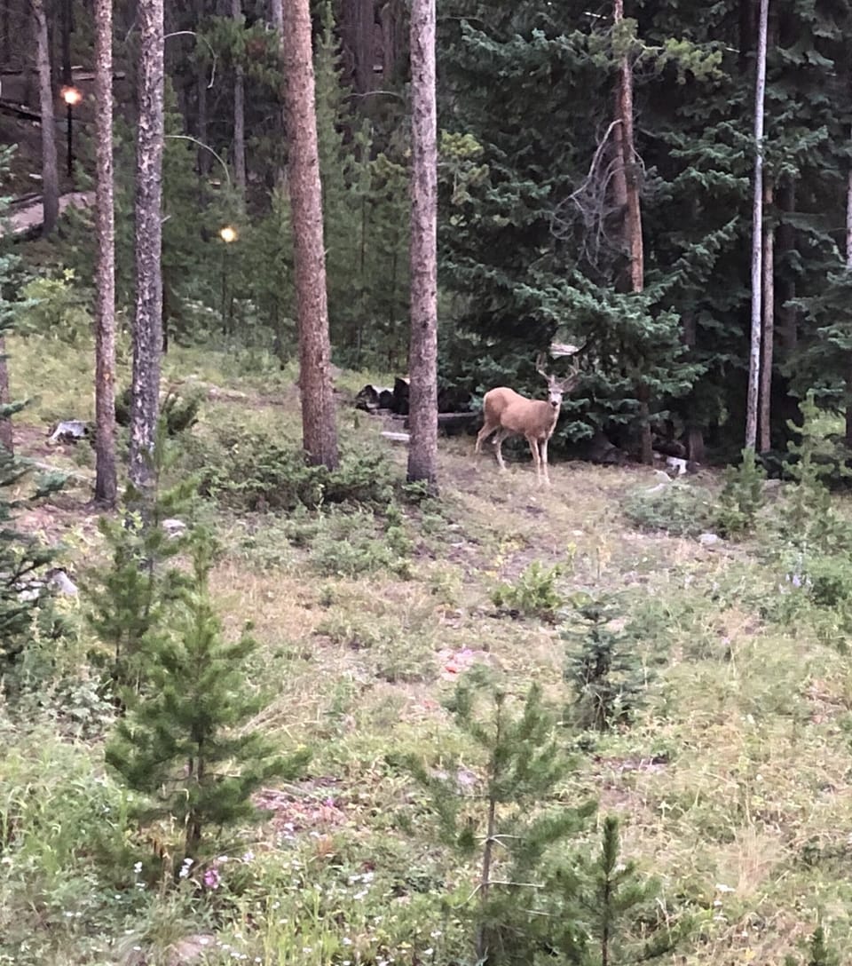 View from Back Patio