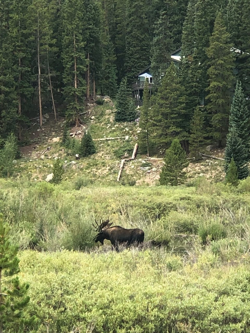 YOU MAY SEE A MOOSE!