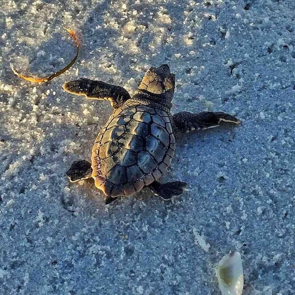 To see the baby sea turtles hatching, book in the late summer around August. Plan Ahead to get the right dates!! This is seriously a once-in-a-lifetime event and you don’t want to miss it!