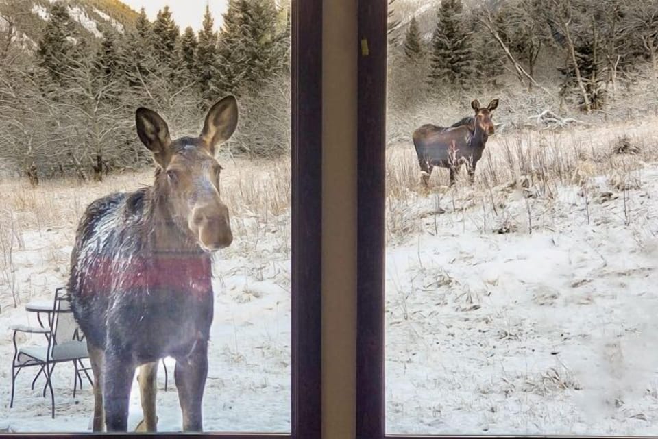You may get a chance to meet some wildlife while staying at Fisher Cabin.