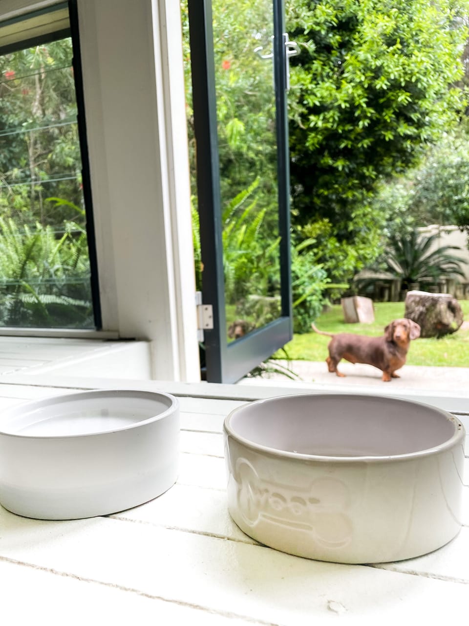 *Pet Friendly* Bentley the Dashie loves Wrens View Lodge 