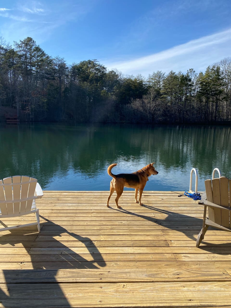 A fur baby’s paradise!