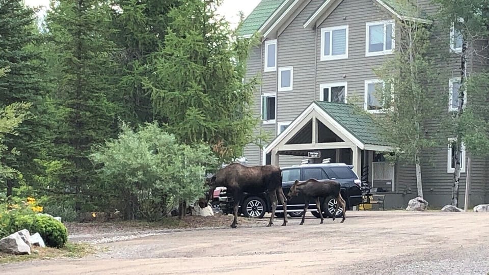 Cow & calf moose visitors in parking area.