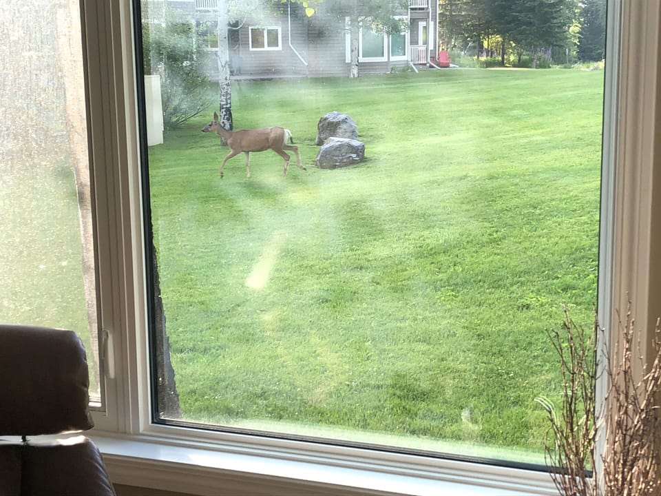 Mule deer visiting our green space, seen through condo window.