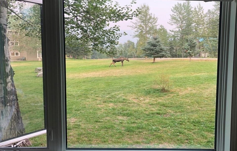 Calf moose seen through condo window. (may have moved or grown by now) :)