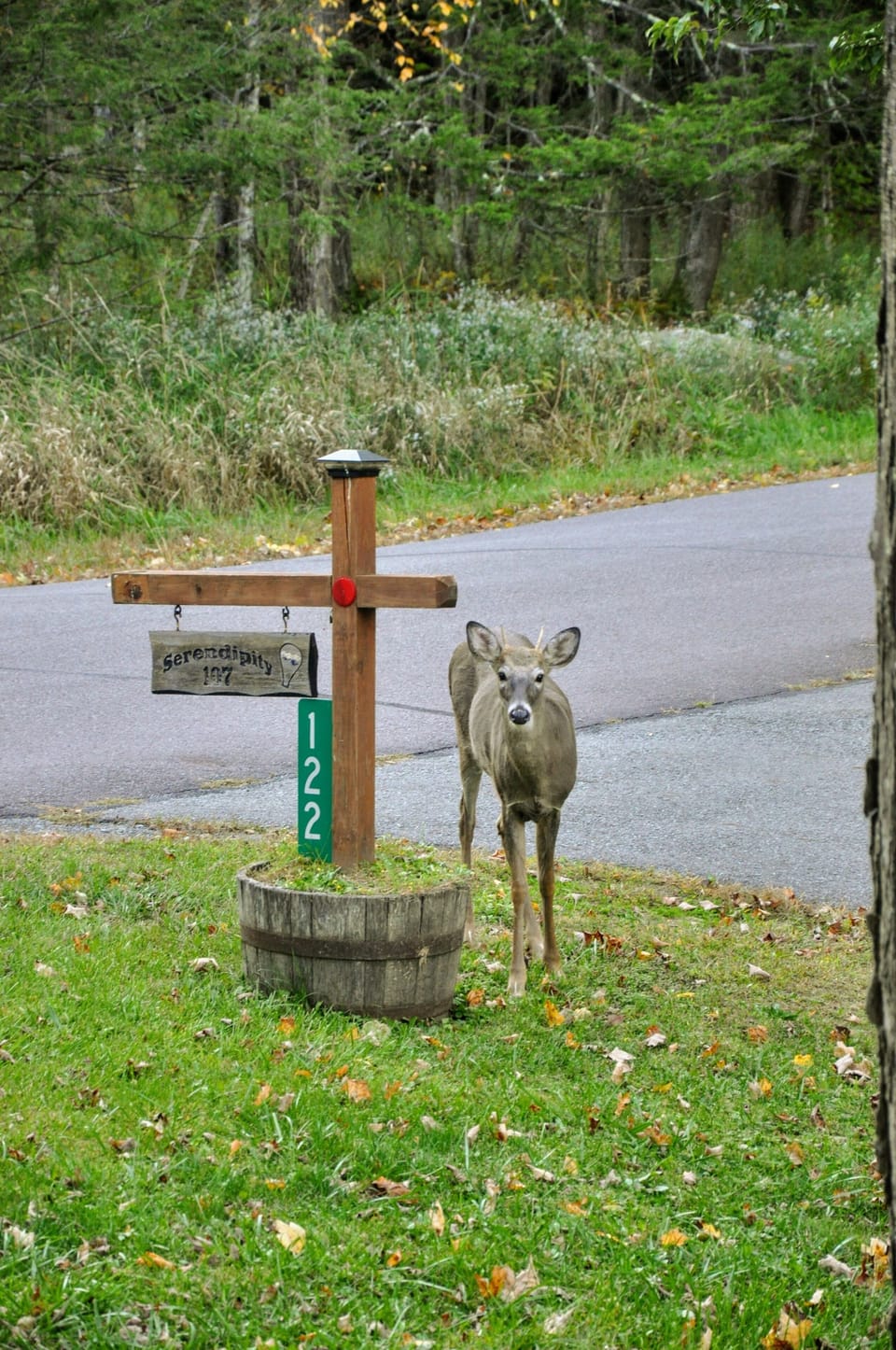 If you are lucky, you will get a visitor :)