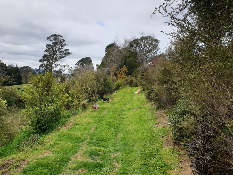 Native tree walk on property 