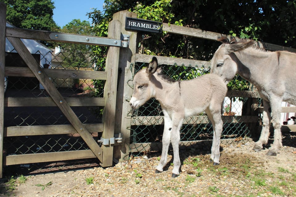Donkeys often at our gate