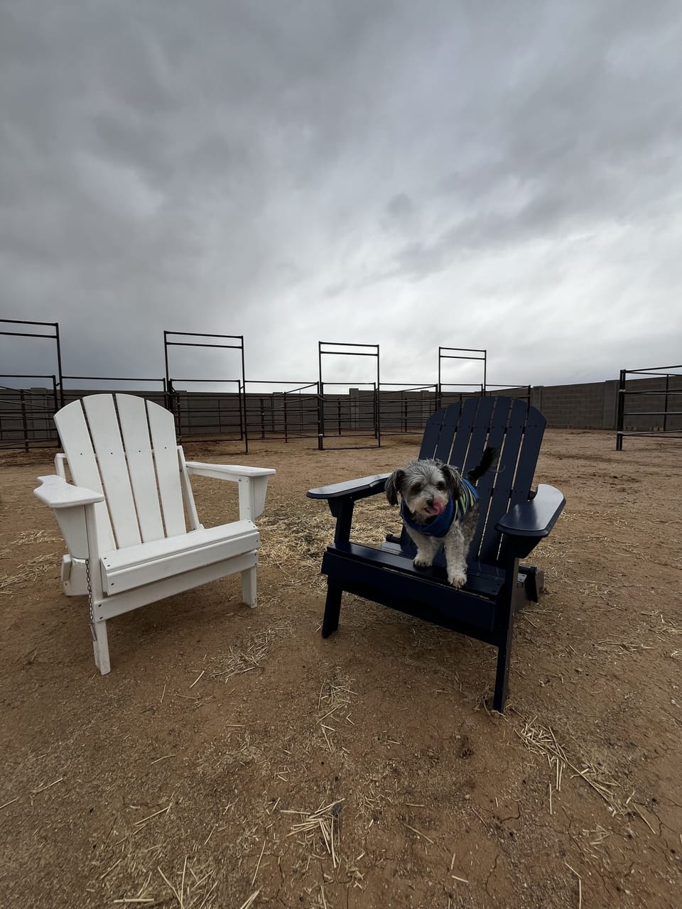 Pet Friendly 🐾🐾